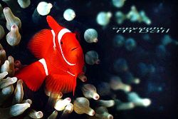 Clownfish PNG New Brit. Walindi Nik.RS by Manfred Bail 
